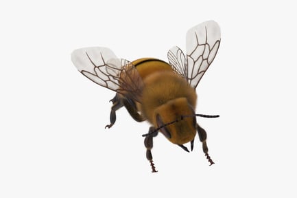 Preview: Detailed Honeybee Model