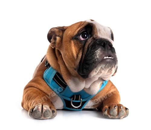 Preview: english bulldog in studio