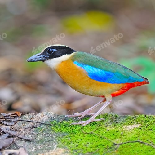 Preview: Blue-winged Pitta