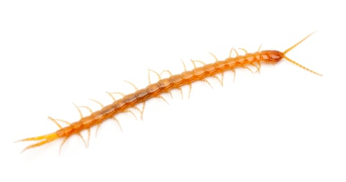 Preview: Centipede in front of white background