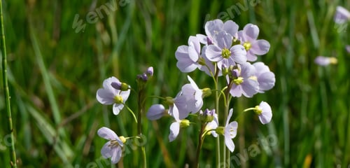 Preview: Delicate Purple Wildflowers in a Meadow