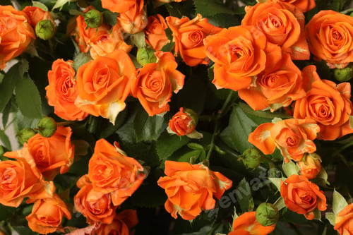 Preview: mixed flower bouquet of various types of flowers and colors