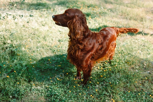 Preview: Irish Setter puppy dog with foliage bokeh background.