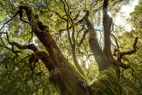 Preview: Evergreen forest on La Gomera island