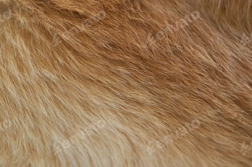 Preview: Background, of the brown hair of golden retriever