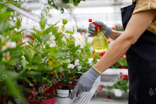 Preview: Woman gardener spraying pesticide on flowers in greenhouse
