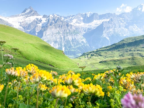 Preview: Yellow wild flowers blooming in the Swiss Alps