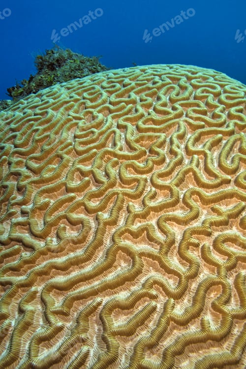 Preview: Brain coral, Coral Reef, Isla de la Juventud, Cuba