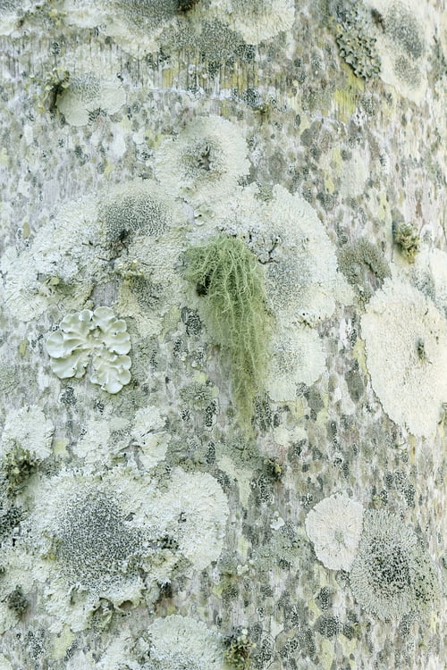 Preview: Moss, mold, fungus and lichen on the trunk of a palm tree