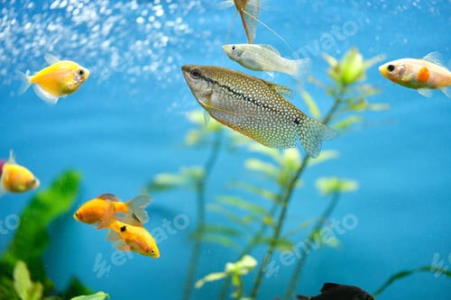 Preview: Colorful exotic fish swimming in deep blue water aquarium with green tropical plants