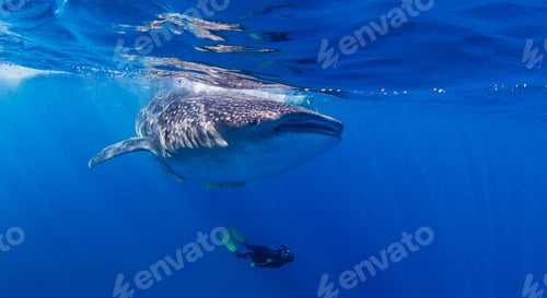 Preview: Whale Shark with diver swimming underneath