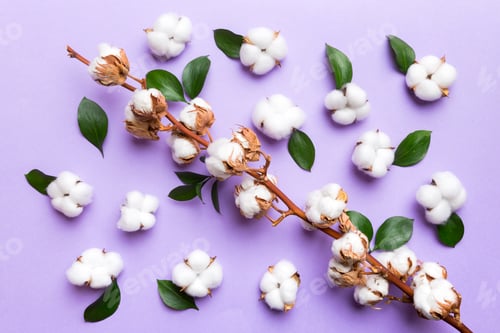 Preview: Autumn Floral Flat lay background composition. Dried white fluffy cotton flower branch top view