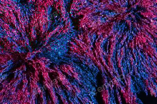 Preview: Ferrofluid illuminated with neon light