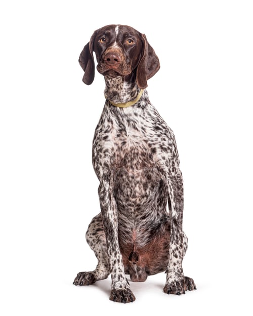 Preview: German Shorthaired Pointer sitting, wearing a dog collar, isolated on white