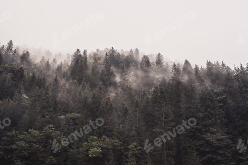 Preview: rocky high mountains. Forest fog laid on the tops of the trees