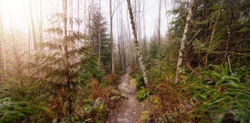 Preview: Mystical View of the Trail in Rain Forest during a foggy and rainy Winter Season