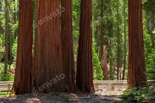 Preview: Giant Sequoias