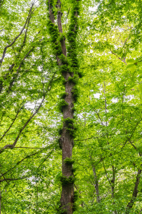 Preview: Tall tree overgrown with green liana