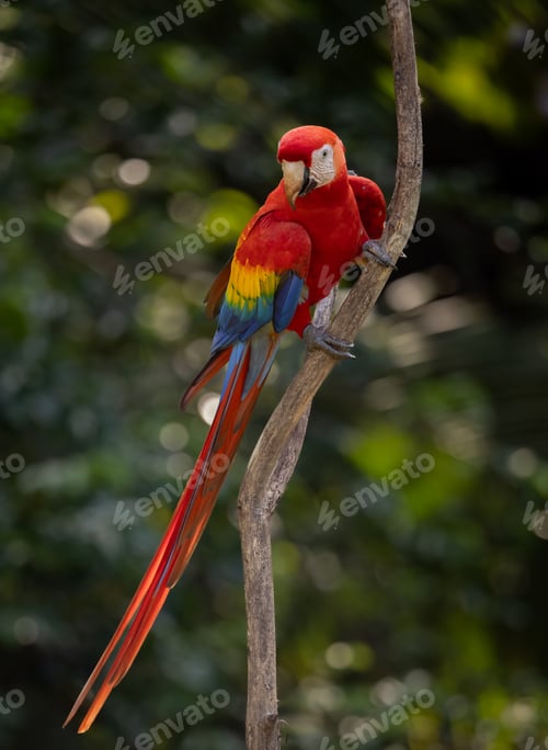 Preview: A Scarlet Macaw in Costa Rica