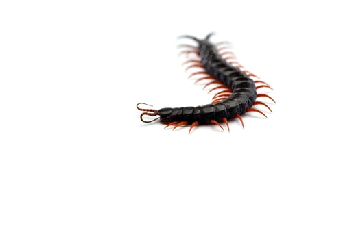 Preview: Giant centipede isolated on white background