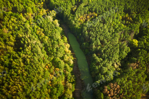 Preview: Aerial View Green Forest Woods And River Marsh Bog In Summer Landscape. Top View