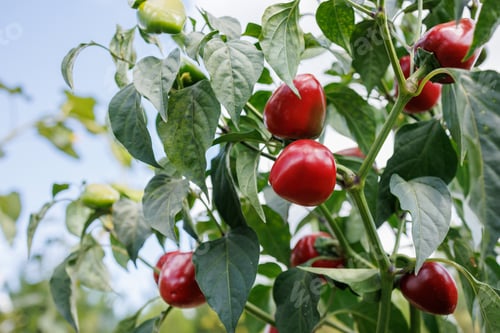 Preview: Sweet pepper harvest in the garden. Selective focus. food.