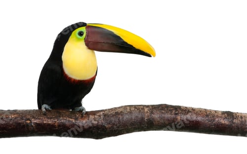 Preview: Chestnut-mandibled Toucan - Ramphastos swainsonii (3 years)