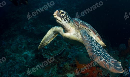 Preview: Graceful sea turtle swimming over coral reef