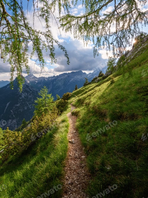Preview: testFlowers, path and trees on the way to the summit of a mountain.