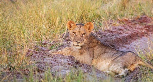 Preview: A Creative Botswana Wildlife picture of World
