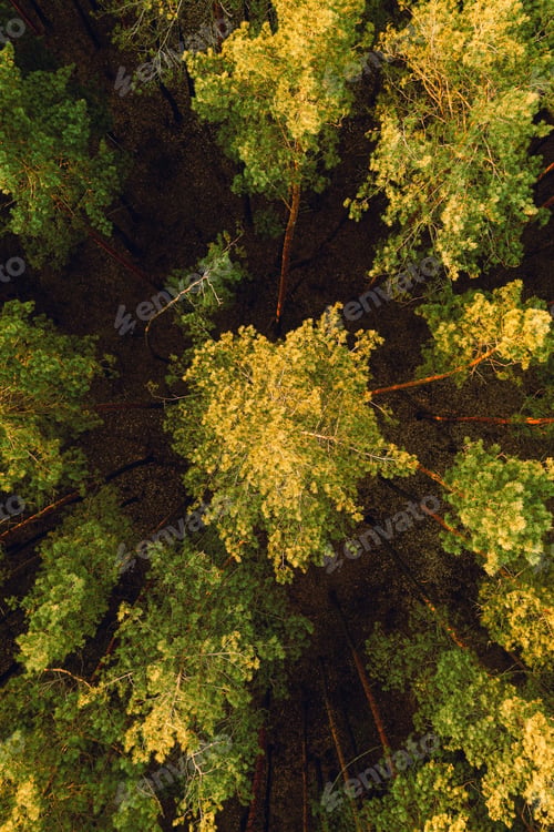 Preview: Forest Landscape During Sunset In Autumn Evening. Aerial View Of Pine Forest. Elevated View Of Woods