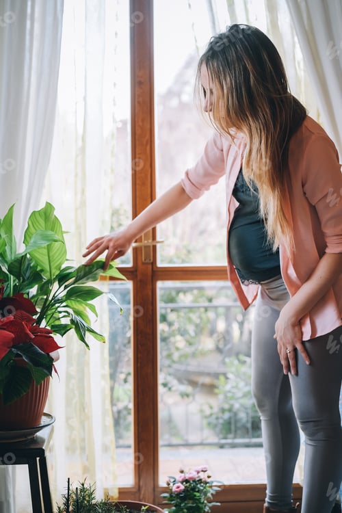 Preview: Beautiful young pregnant caucasian woman indoor taking care of potted plant