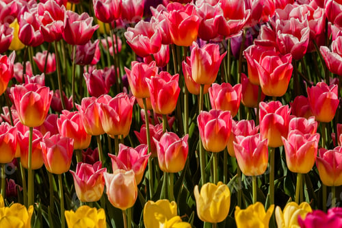 Preview: Spring field of colorful tulips