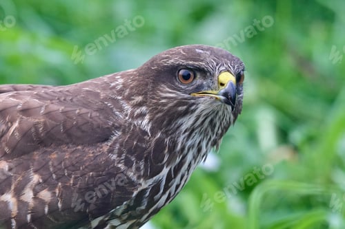 Preview: Common buzzard (Buteo buteo)