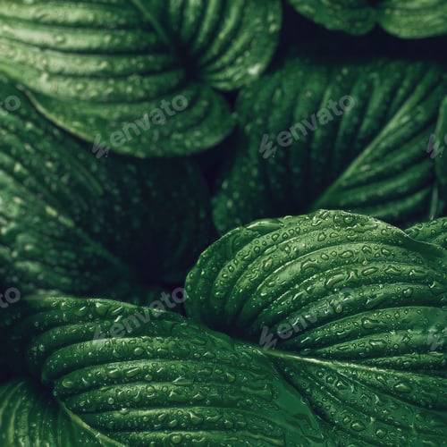Preview: Green hosta. Green leaves