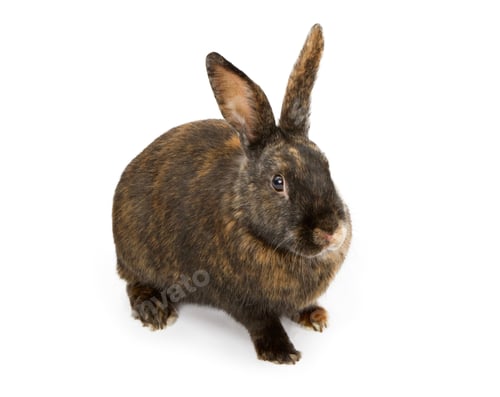 Preview: A Black and Orange Rabbit Isolated on White
