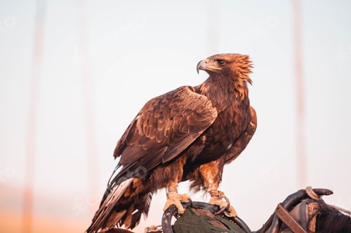 Preview: Closeup of tied eagle sitting on a horse saddle