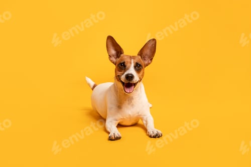 Preview: Joyful Jack Russell Terrier on yellow backdrop
