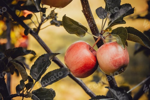 Preview: Apples on a branch at sunset