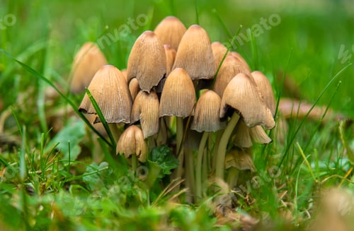 Preview: Bad mushrooms in the forest. Selective focus.