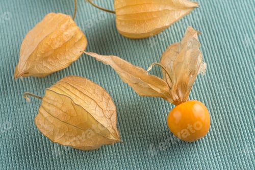 Preview: Physalis fruits