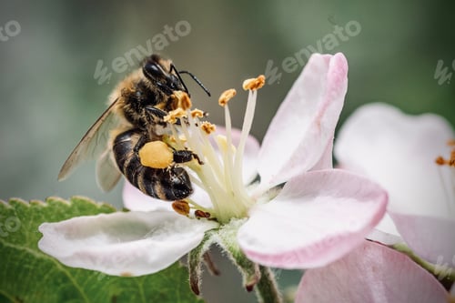 Preview: European dark bee (Apis mellifera melliferaoseup