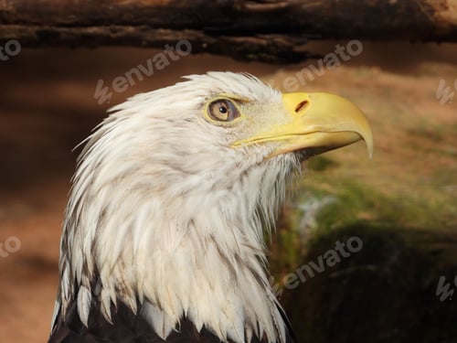 Preview: Majestic bald eagle close-up
