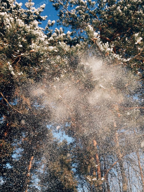 Preview: Snow