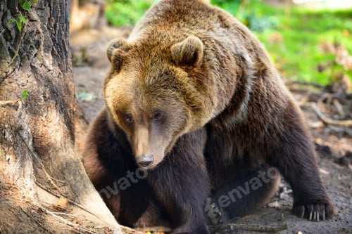 Vista previa: Oso pardo europeo en un paisaje forestal en verano. Un gran oso pardo en el bosque.