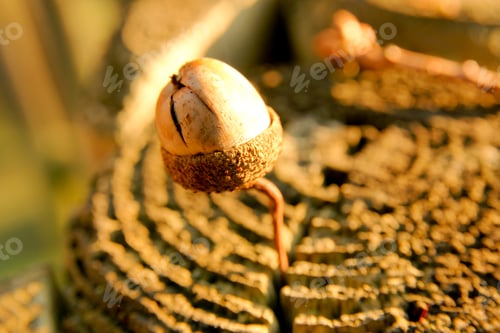 Preview: Close-up acorn during autumn in the park
