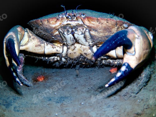 Preview: Edible crab or Brown crab from Oslo fjord