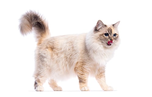 Preview: Birman cat licking nose while walking on white background