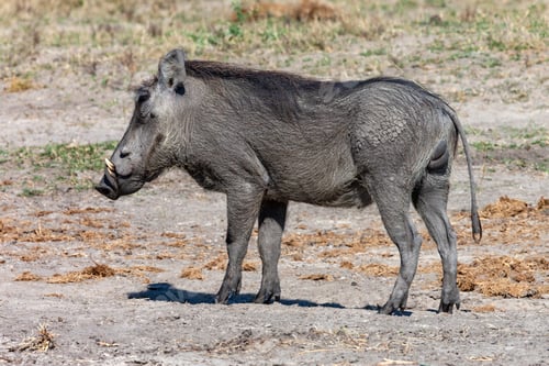 Preview: Warthog - Namibia - Africa