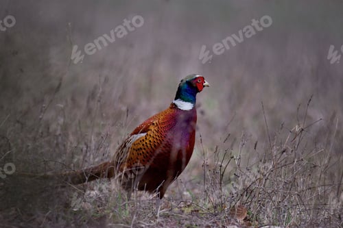 Preview: Common pheasant in a field